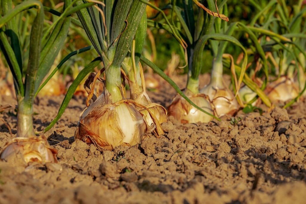 Clevere Selbstversorgung durch Urban Gardening