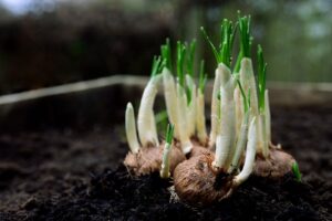 Selbstversorgung durch Urban Gardening