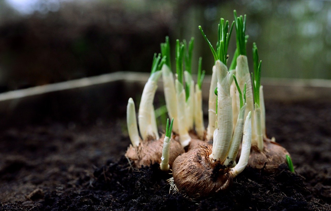 Selbstversorgung durch Urban Gardening